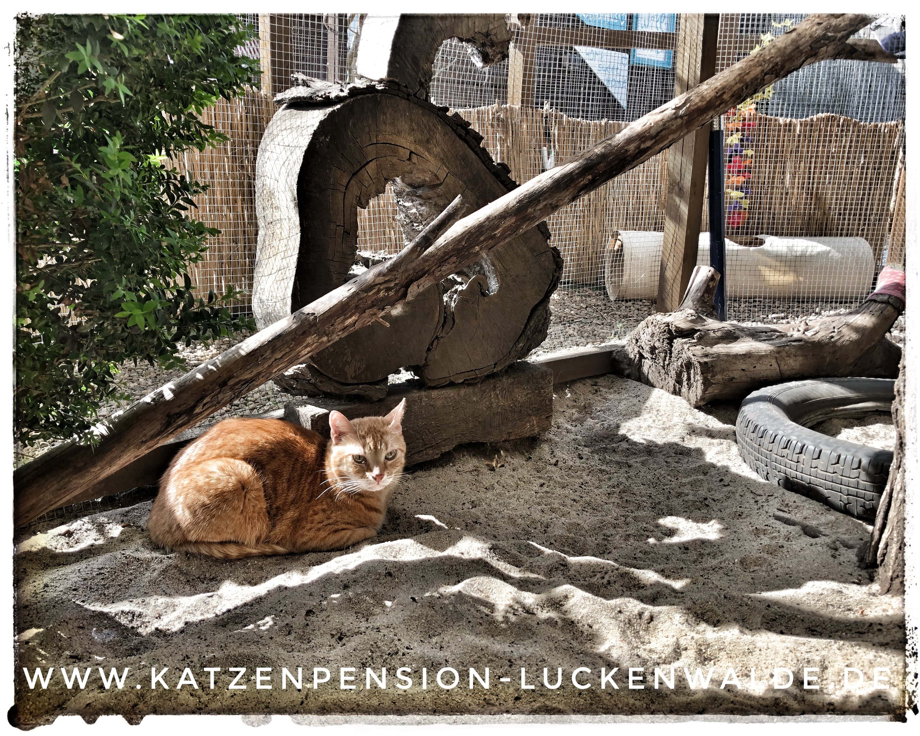 Was Kostet Eine Katzenpension Am Tag in ihrer Region Zerbst - IMG 9516 min - KATZENHAUS - KATZENPENSION - TIERHOTEL - KATZEN TIERHEIM - TIERSITTER