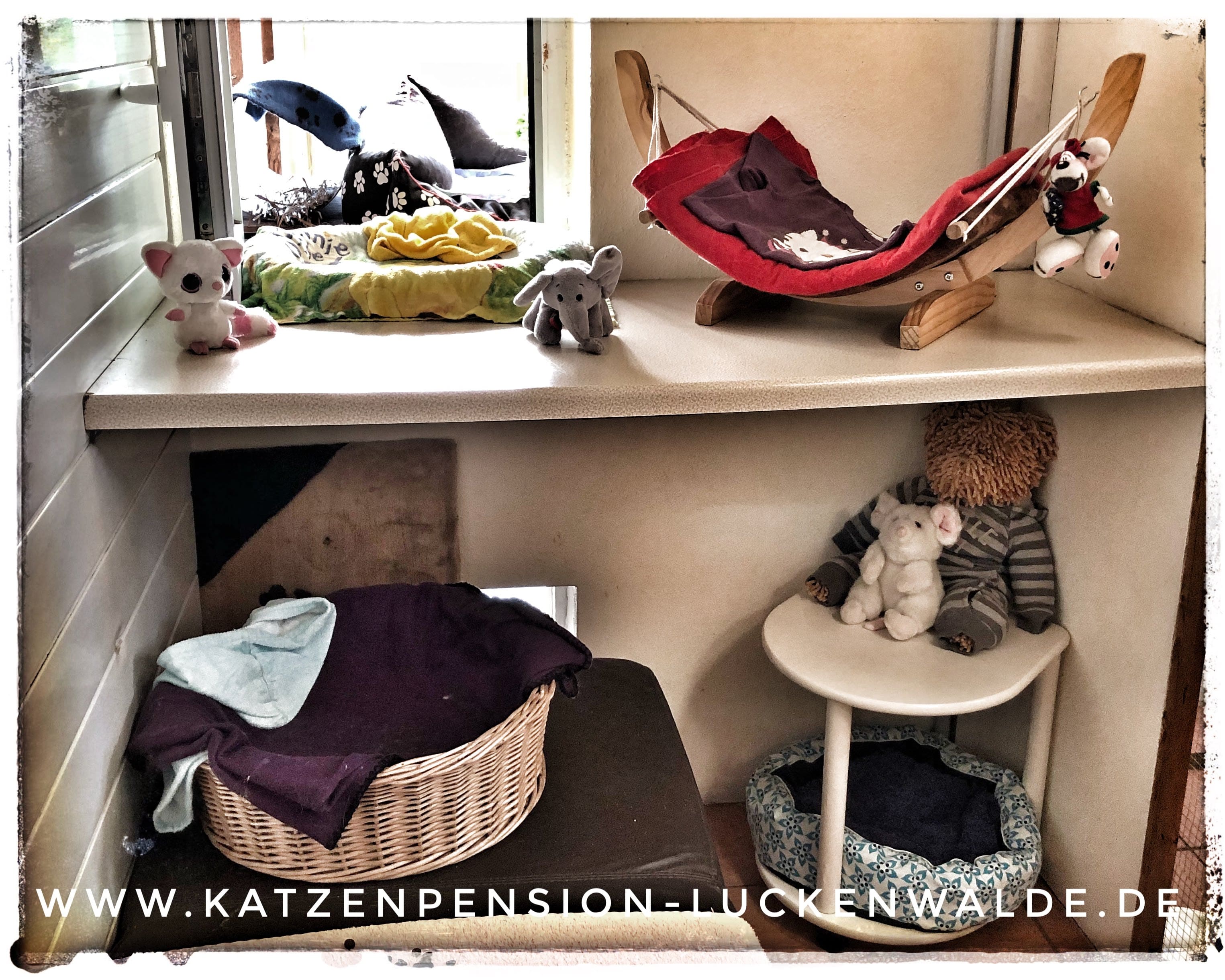 Wohin Mit Der Katze Im Urlaub in ihrer Region Wildau - IMG 9522 min - KATZENHAUS - KATZENPENSION - TIERHOTEL - KATZEN TIERHEIM - TIERSITTER