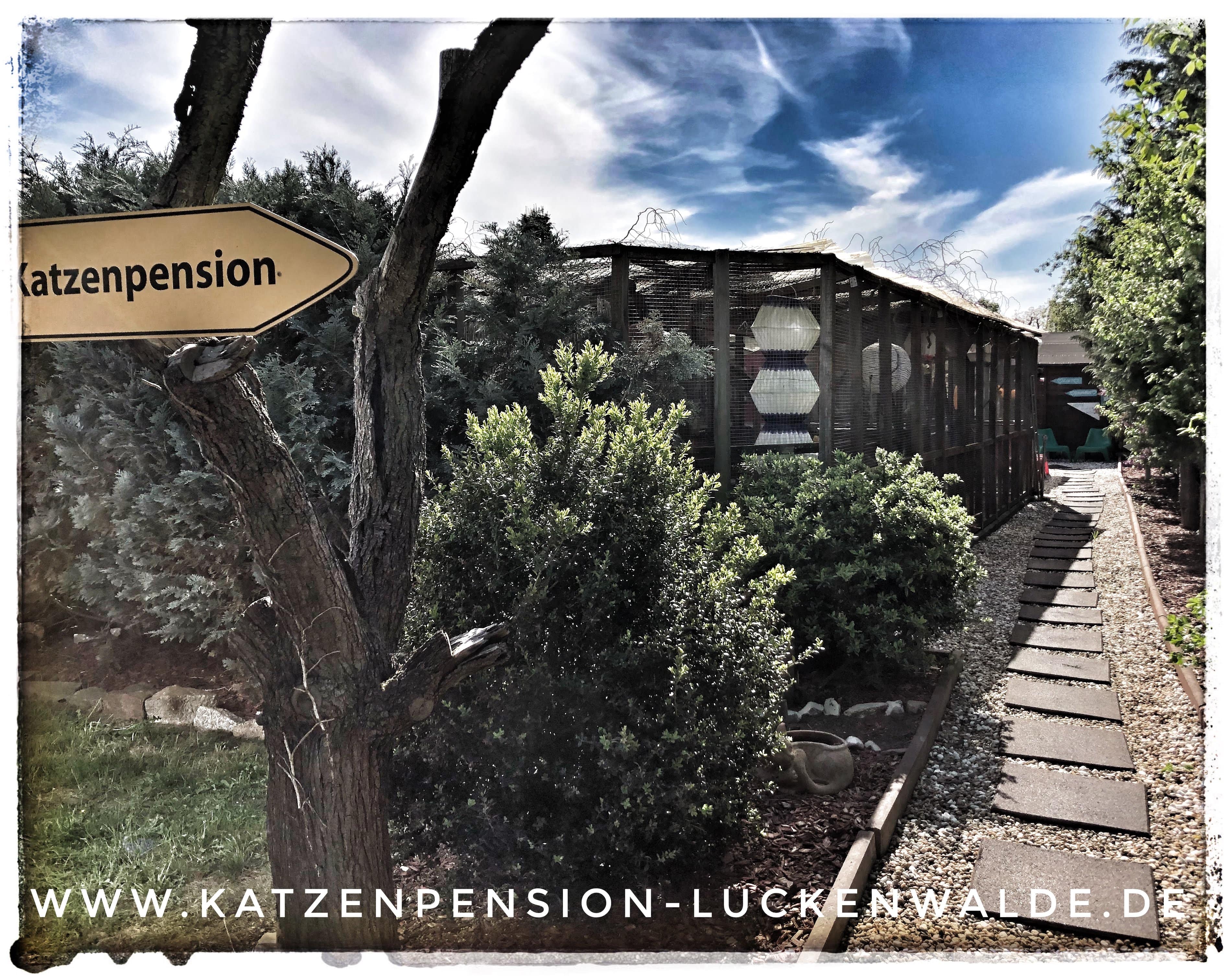 Was Kostet Katzenpension Pro Tag in ihrer Region Kloster Lehnin - IMG 9530 min - KATZENHAUS - KATZENPENSION - TIERHOTEL - KATZEN TIERHEIM - TIERSITTER