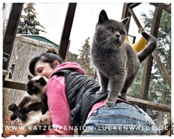 Was Kostet Eine Katzenpension Am Tag in ihrer Region Zerbst - IMG 6784 min - KATZENHAUS - KATZENPENSION - TIERHOTEL - KATZEN TIERHEIM - TIERSITTER