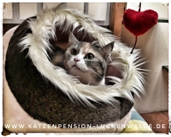 Was Kostet Eine Katzenpension Am Tag in ihrer Region Zerbst - IMG 8143 min - KATZENHAUS - KATZENPENSION - TIERHOTEL - KATZEN TIERHEIM - TIERSITTER