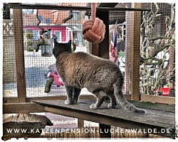 Katze Urlaub Wohin in ihrer Region Berlin Reinickendorf - IMG 8315 min - KATZENHAUS - KATZENPENSION - TIERHOTEL - KATZEN TIERHEIM - TIERSITTER