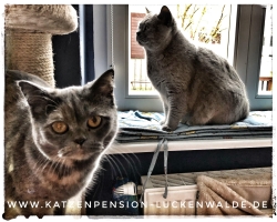 Katze Tierpension in ihrer Region Berlin Weißensee - IMG 8745 min - KATZENHAUS - KATZENPENSION - TIERHOTEL - KATZEN TIERHEIM - TIERSITTER