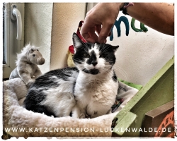 Was Kostet Eine Katzenpension Am Tag in ihrer Region Zerbst - IMG 8990 min - KATZENHAUS - KATZENPENSION - TIERHOTEL - KATZEN TIERHEIM - TIERSITTER
